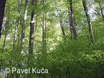 Bílé Karpaty, Sidonie, bučiny